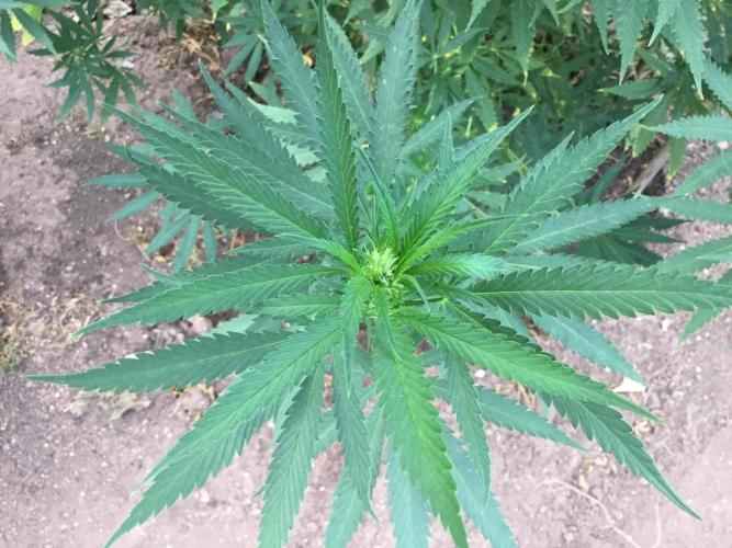 The Beast has risen #2. Week 17 - Jamaican pearl