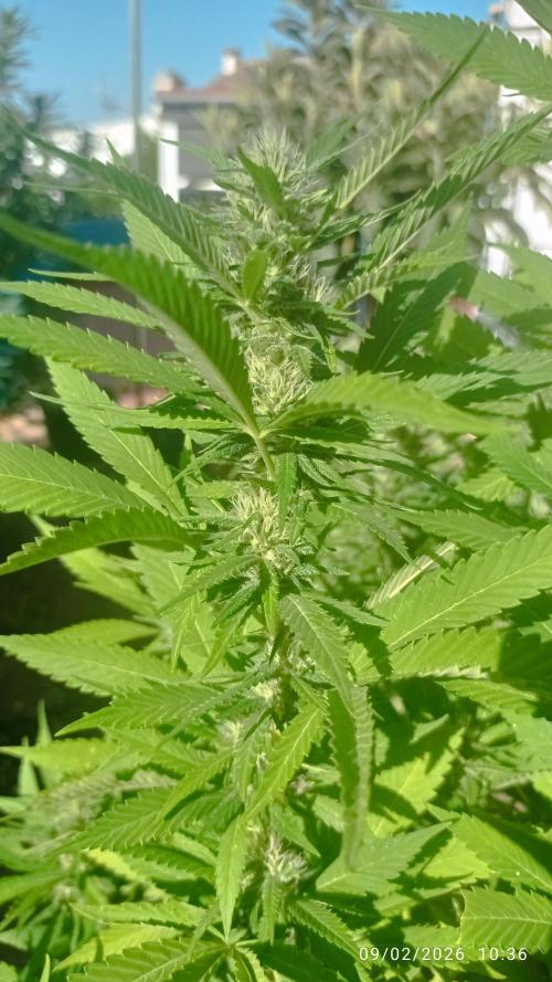 The Beast has risen #2. Week 19