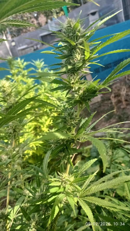 The Beast has risen #2. Week 19
