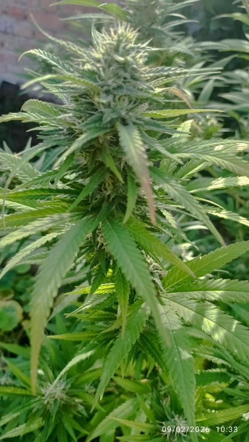 The Beast has risen #2. Week 19