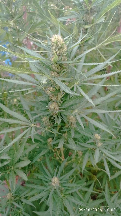 The Beast has risen #2. Week 20 - Jamaican pearl
