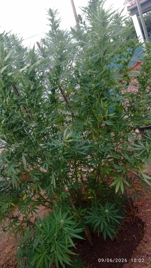 The Beast has risen #2. Week 20 - Jamaican pearl 
