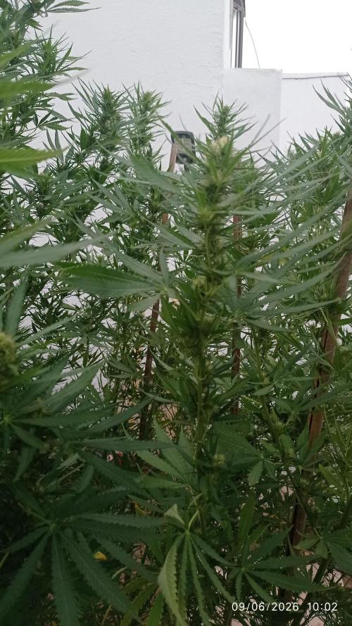 The Beast has risen #2. Week 20 - Jamaican pearl 