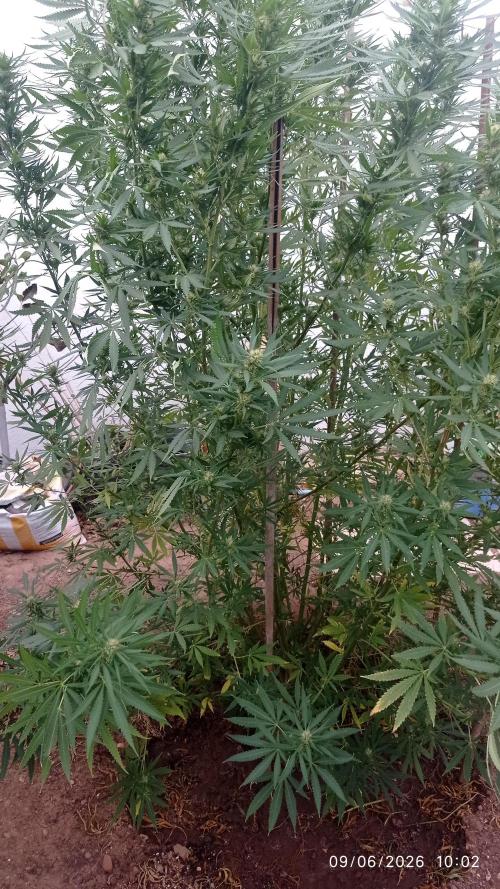 The Beast has risen #2. Week 20 - Jamaican pearl 