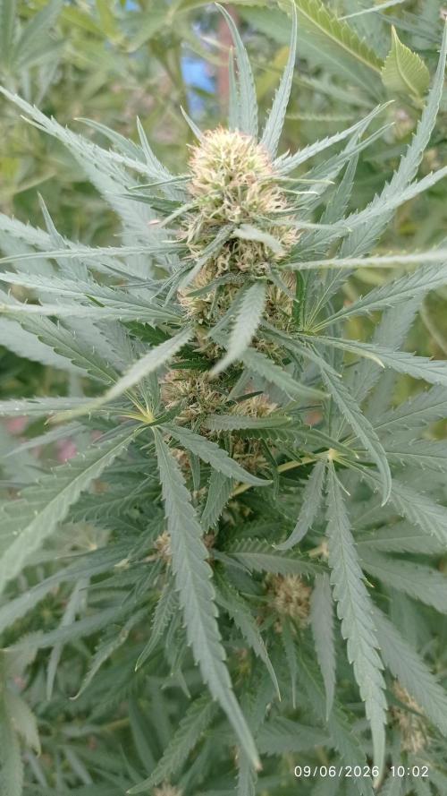 The Beast has risen #2. Week 20 - Jamaican pearl