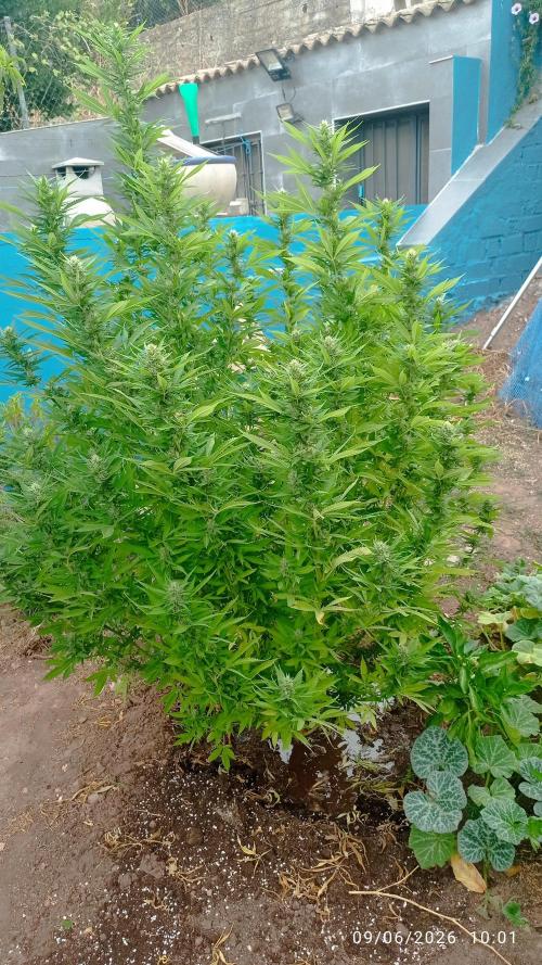 The Beast has risen #2. Week 20 - Screwdriver OG