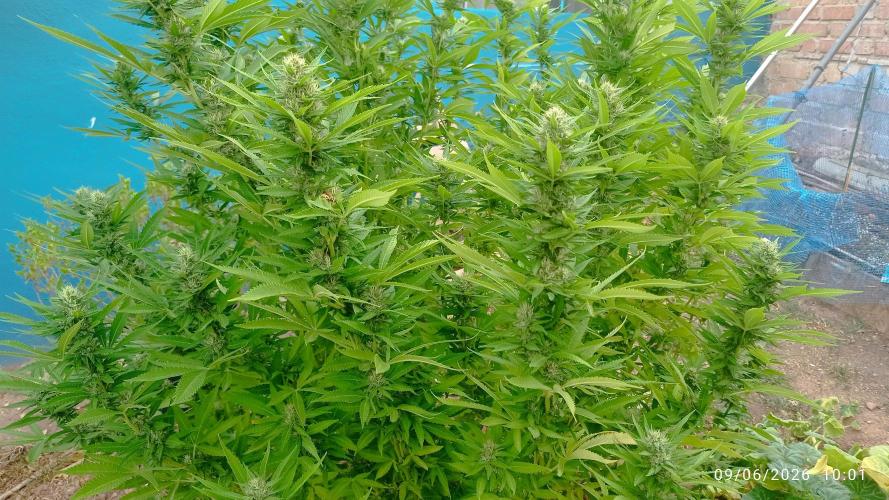 The Beast has risen #2. Week 20 - Screwdriver OG