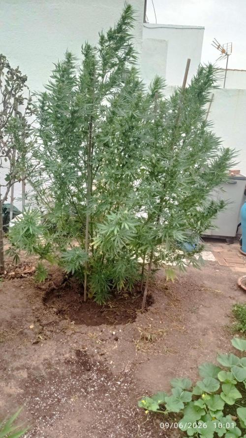 The Beast has risen #2. Week 20 - Jamaican pearl