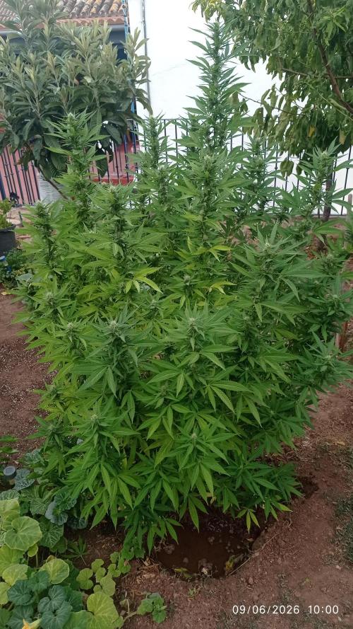 The Beast has risen #2. Week 20 - Screwdriver OG 