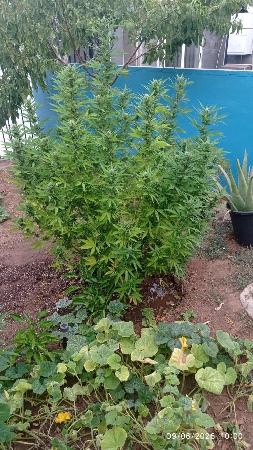 The Beast has risen #2. Week 20 - Screwdriver OG 