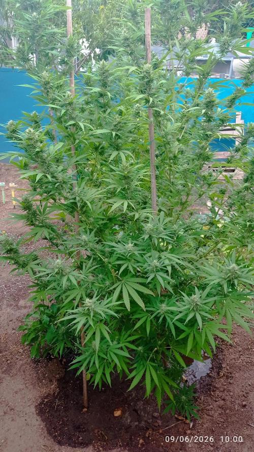 The Beast has risen #2. Week 20 - Screwdriver OG 