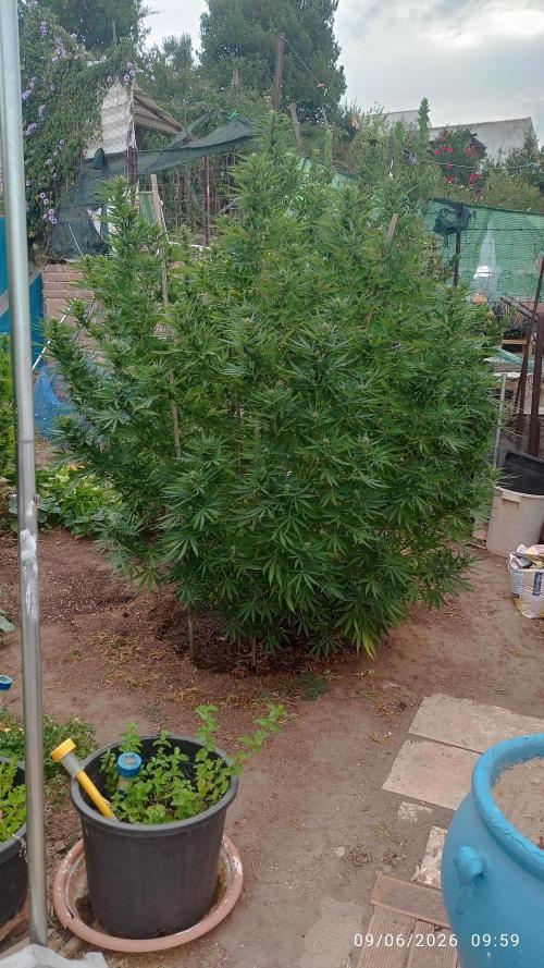 The Beast has risen #2. Week 20 - Jamaican pearl 
