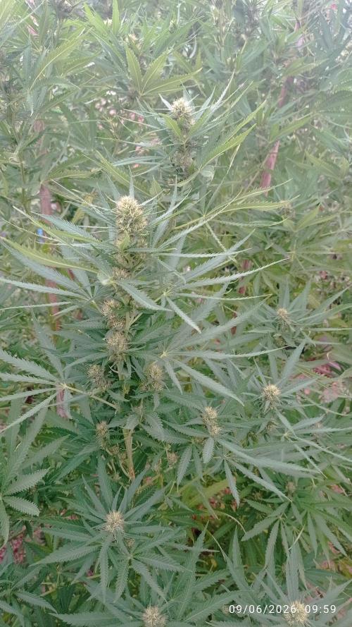 The Beast has risen #2. Week 20 - Jamaican pearl