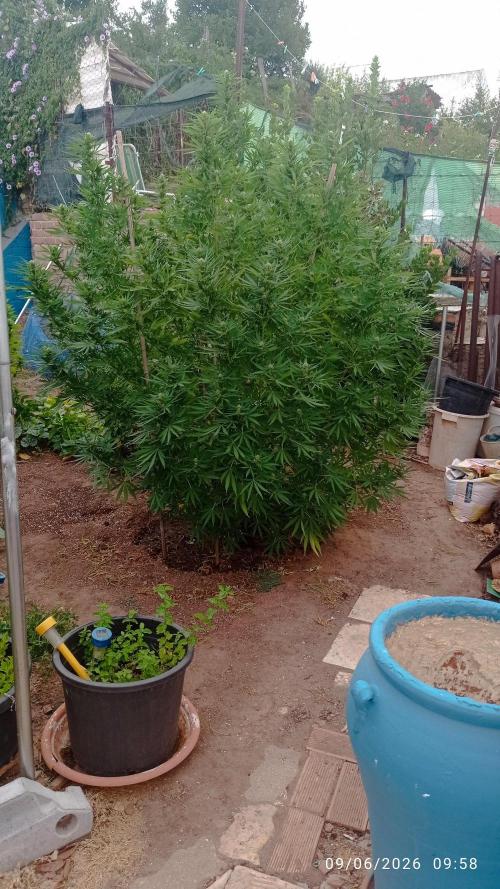 The Beast has risen #2. Week 20 - Jamaican pearl