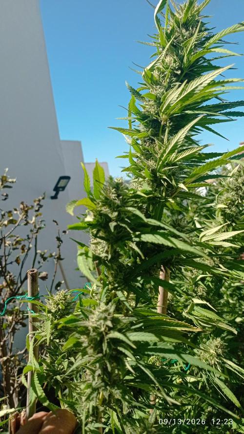 The Beast has risen #2. Week 21 - Jamaican pearl 
