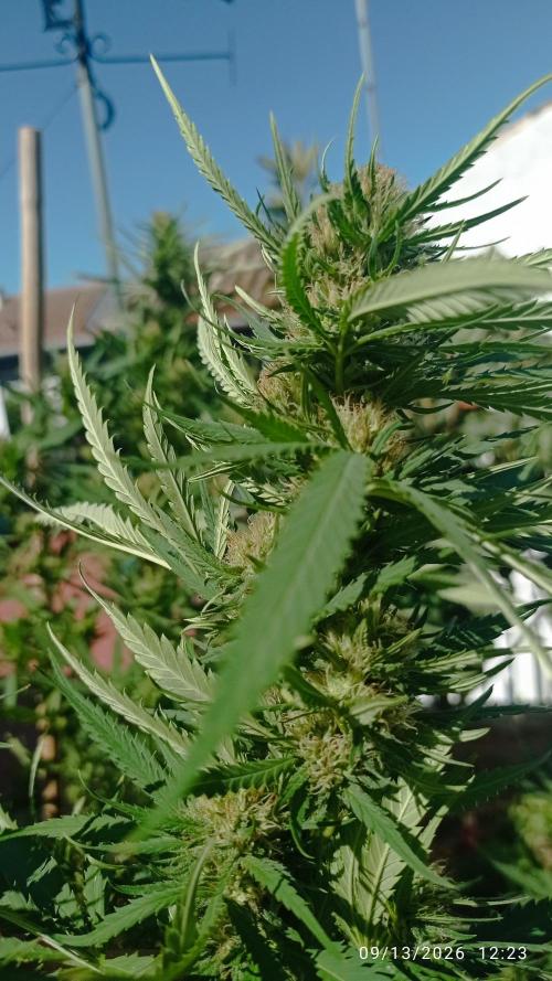 The Beast has risen #2. Week 21 - Jamaican pearl 