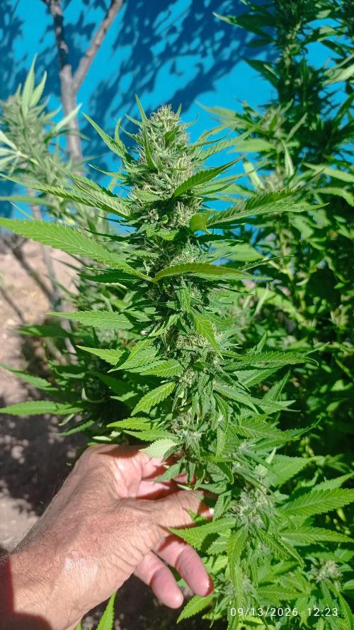 The Beast has risen #2. Week 21 - screwdriver OG 