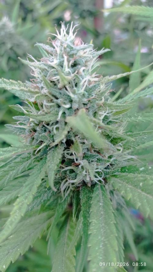 The Beast has risen #2. Week 22 - screwdriver OG 