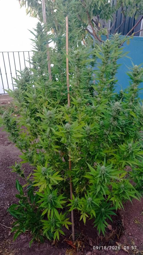 The Beast has risen #2. Week 22