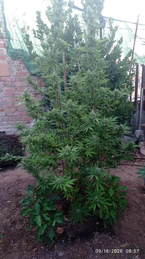 The Beast has risen #2. Week 22 - screwdriver OG 