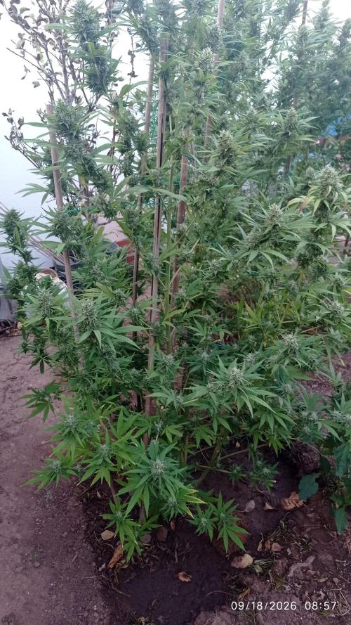 The Beast has risen #2. Week 22
