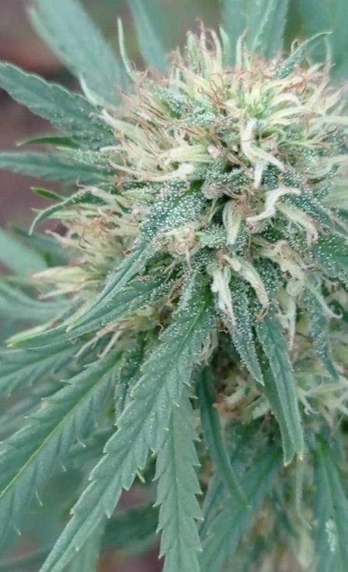 The Beast has risen #2. Week 22 - Jamaican pearl 