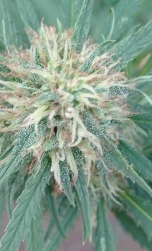 The Beast has risen #2. Week 22 - Jamaican pearl 