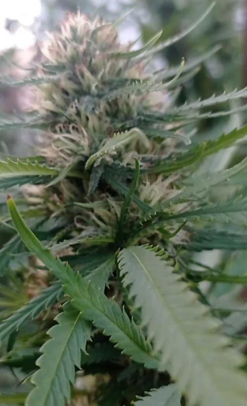 The Beast has risen #2. Week 22