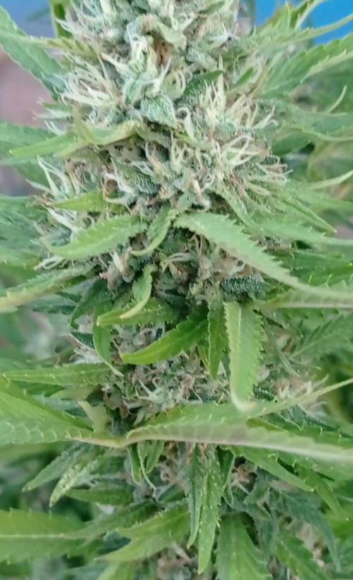 The Beast has risen #2. Week 22