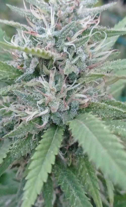 The Beast has risen #2. Week 22 - screwdriver OG 