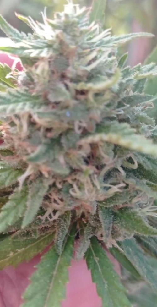 The Beast has risen #2. Week 22