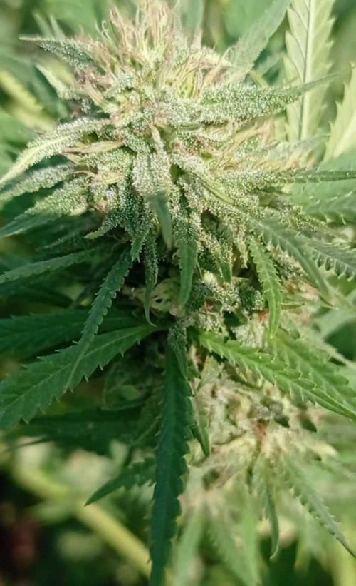 The Beast has risen #2. Week 22