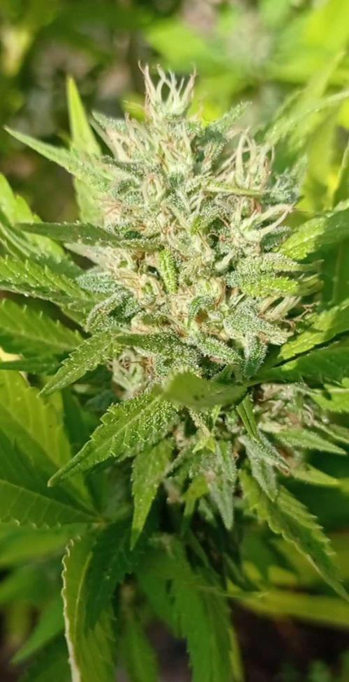 The Beast has risen #2. Week 22