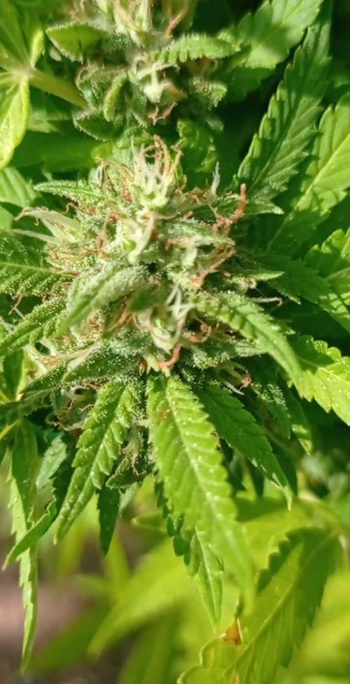 The Beast has risen #2. Week 22