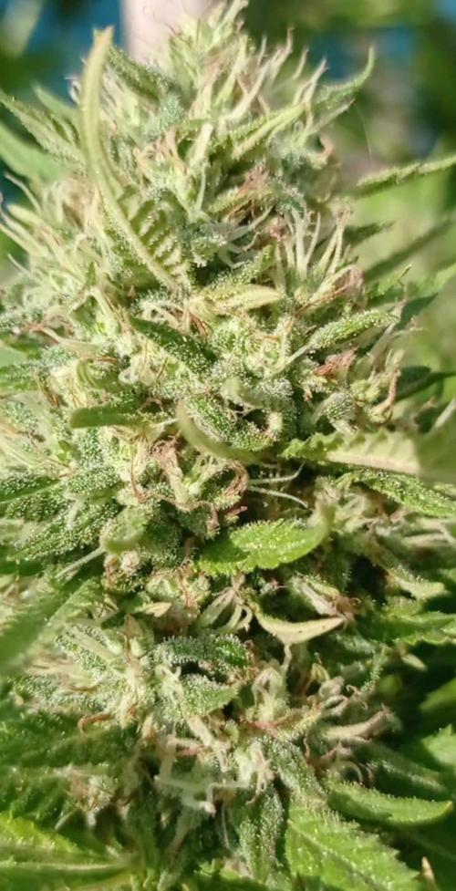 The Beast has risen #2. Week 22
