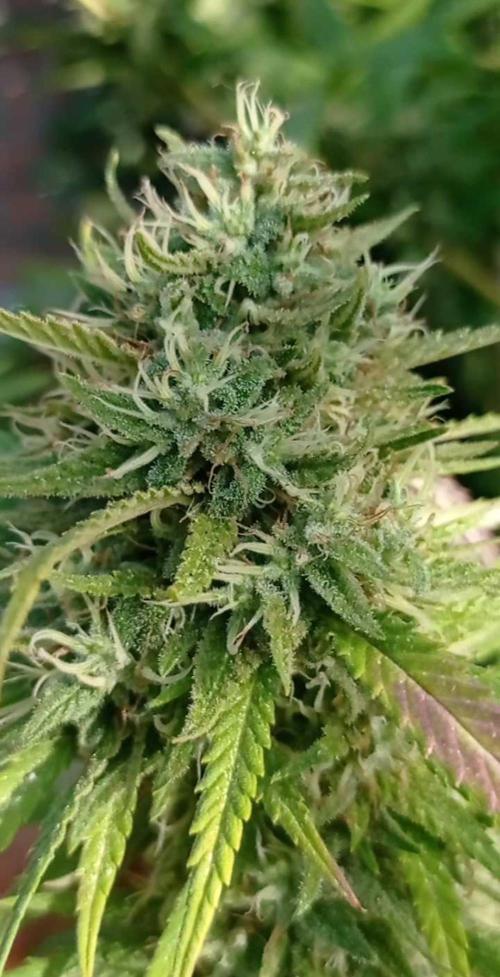 The Beast has risen #2. Week 22