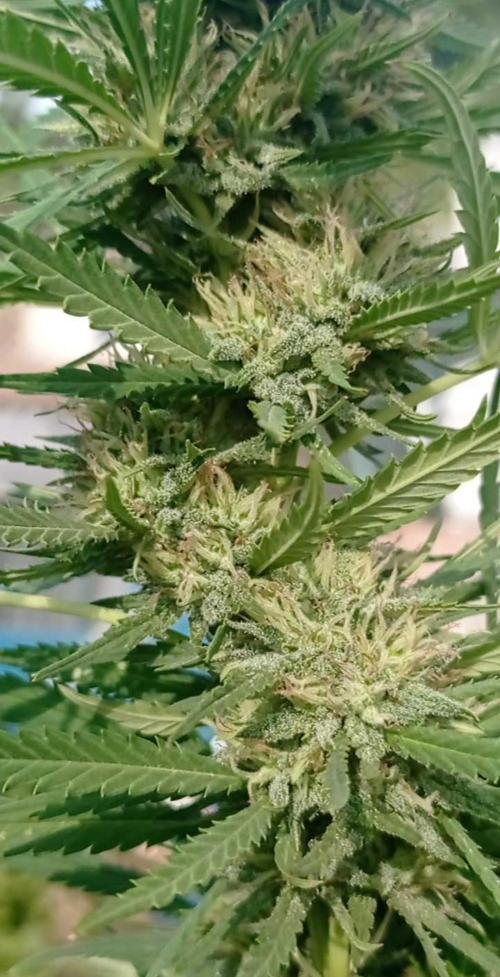 The Beast has risen #2. Week 22