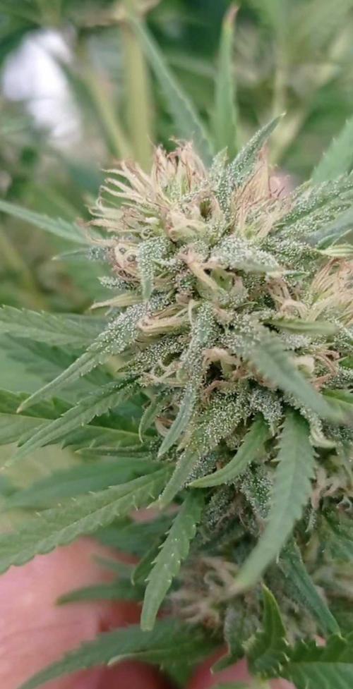 The Beast has risen #2. Week 22