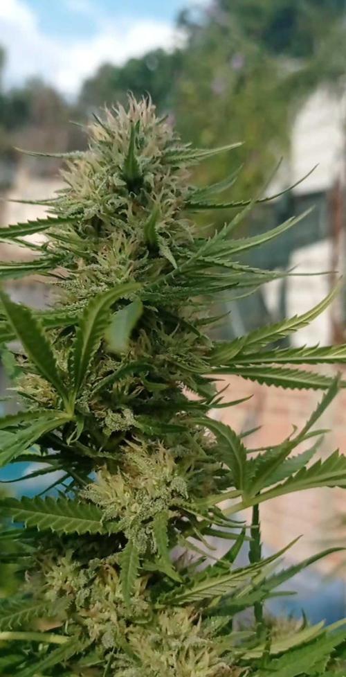 The Beast has risen #2. Week 22