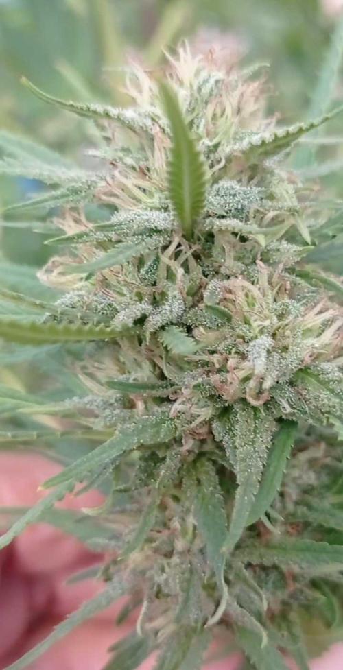 The Beast has risen #2. Week 22