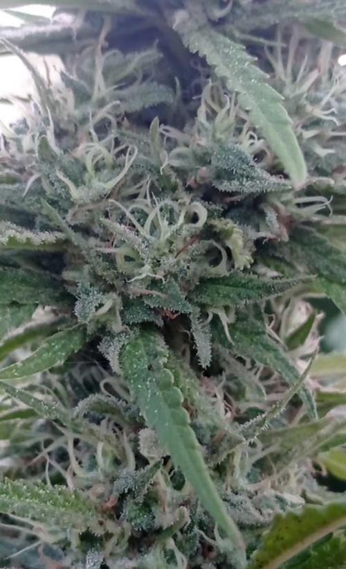 The Beast has risen #2. Week 22
