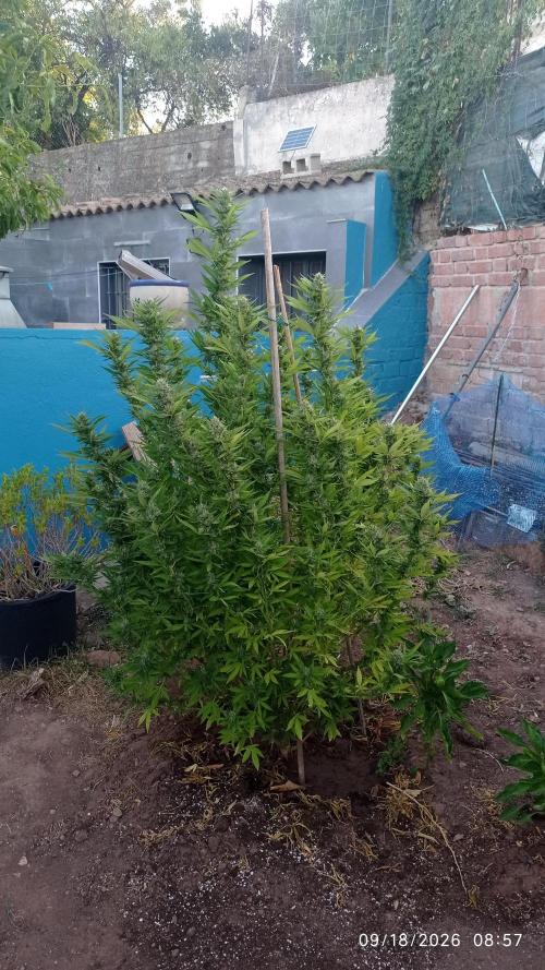 The Beast has risen #2. Week 22