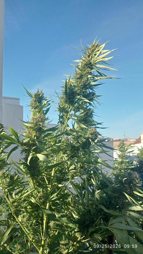 The Beast has risen #2. Week 23 - Jamaican pearl 