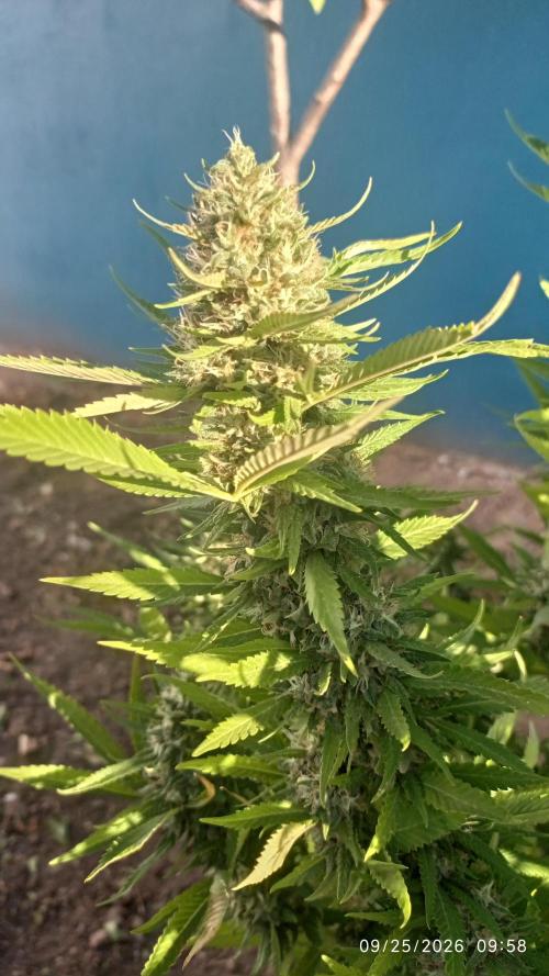 The Beast has risen #2. Week 23 - Michka 