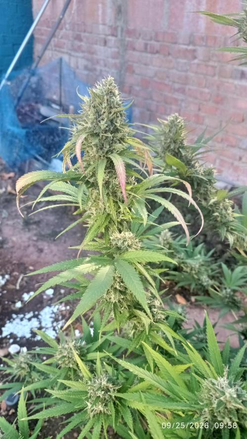 The Beast has risen #2. Week 23 - screwdriver OG 