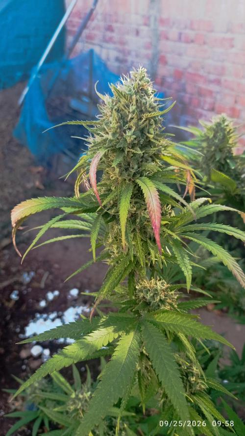 The Beast has risen #2. Week 23 - screwdriver OG 