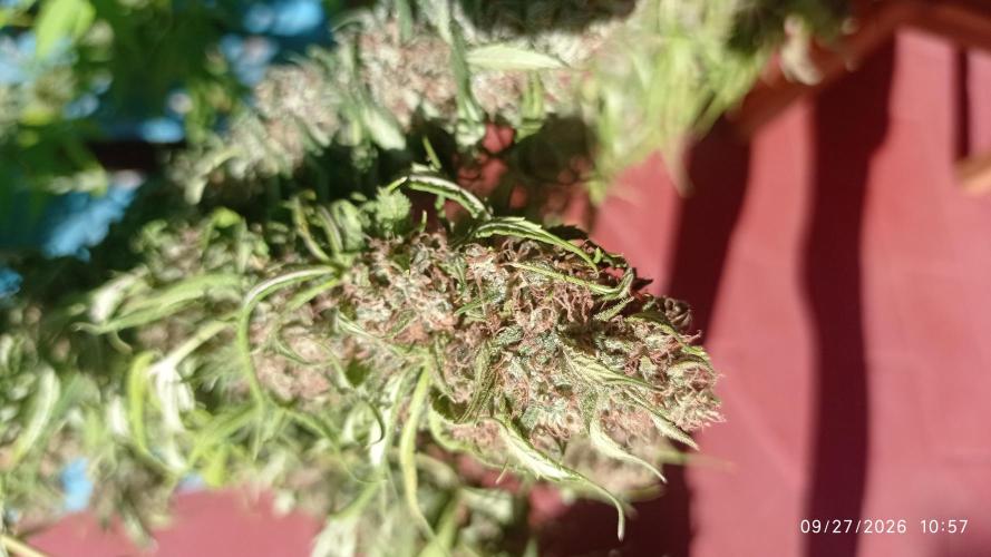 The Beast has risen #2. Week 23 - Michka drying