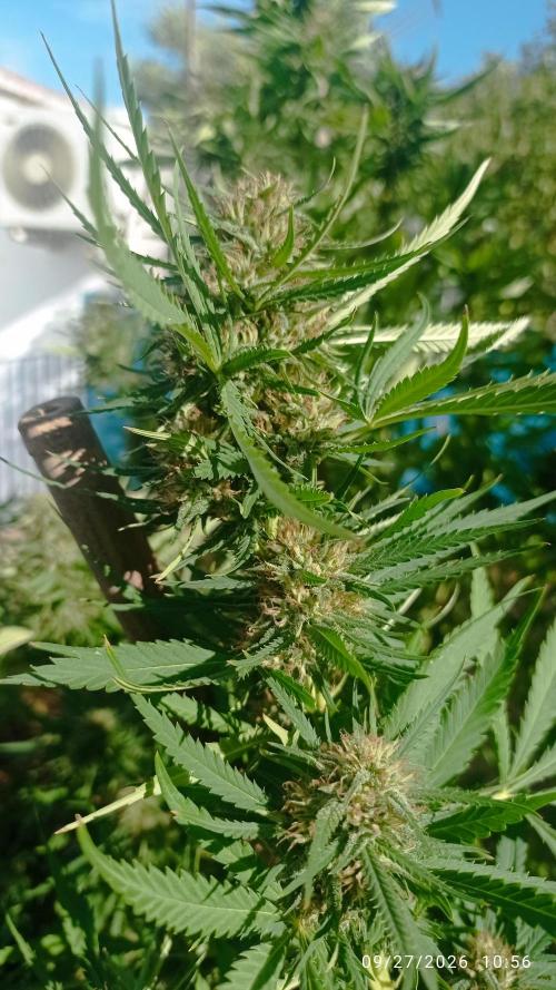 The Beast has risen #2. Week 23