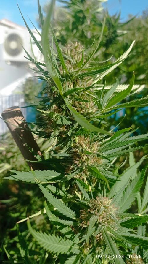 The Beast has risen #2. Week 23