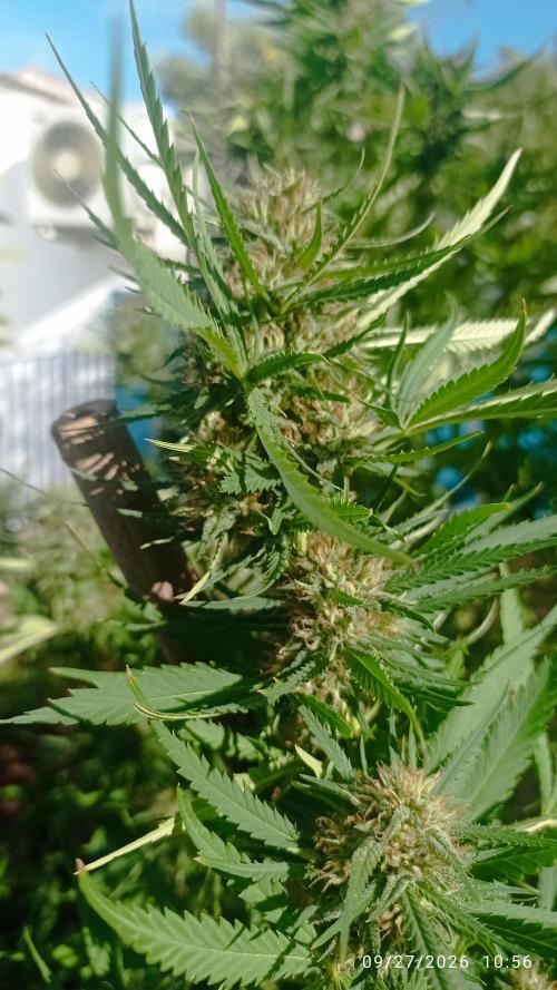The Beast has risen #2. Week 23
